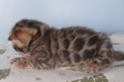 2022-01-22-2-semaines-Hardy-chaton-bengal-4