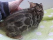 2022-02-05-1-mois-Hardy-chaton-bengal-1