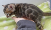 2022-02-05-1-mois-Hardy-chaton-bengal-2