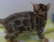 2022-02-05-1-mois-Hardy-chaton-bengal-4