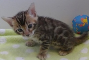 2022-02-05-1-mois-Hardy-chaton-bengal-5