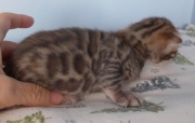 2022-01-22-2-semaines-Laurel-chaton-bengal-1