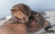 2022-01-22-2-semaines-Laurel-chaton-bengal-1