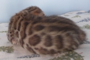 2022-01-22-2-semaines-Laurel-chaton-bengal-2