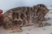 2022-01-22-2-semaines-Laurel-chaton-bengal-3