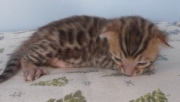 2022-01-22-2-semaines-Laurel-chaton-bengal-4