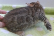 2022-02-05-1-mois-Laurel-chaton-bengal-1