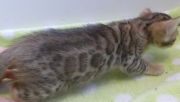 2022-02-05-1-mois-Laurel-chaton-bengal-2