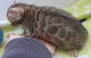 2022-02-05-1-mois-Laurel-chaton-bengal-4