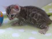 2022-02-05-1-mois-Laurel-chaton-bengal-5