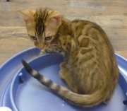 2022-04-09-3-mois-Laurel-chaton-bengal-1