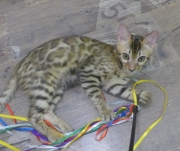 2022-05-09-4-mois-Laurel-chaton-bengal-1