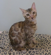 2022-05-09-4-mois-Laurel-chaton-bengal-2