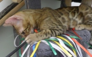 2022-05-09-4-mois-Laurel-chaton-bengal-3