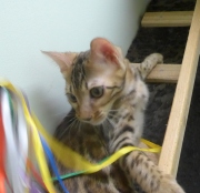 2022-05-09-4-mois-Laurel-chaton-bengal-4