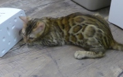 2022-05-09-4-mois-Laurel-chaton-bengal-5