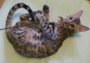 2022-06-05-5-mois-Laurel-chaton-bengal-1