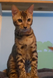 2022-06-05-5-mois-Laurel-chaton-bengal-5