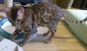 2022-06-05-5-mois-Laurel-chaton-bengal-7