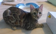 2022-06-05-5-mois-Laurel-chaton-bengal-8