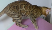 2022-07-04-6-mois-Laurel-chaton-bengal-1