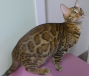 2022-07-04-6-mois-Laurel-chaton-bengal-2