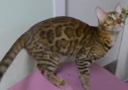 2022-07-04-6-mois-Laurel-chaton-bengal-3