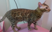 2022-07-04-6-mois-Laurel-chaton-bengal-4