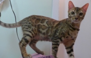 2022-07-04-6-mois-Laurel-chaton-bengal-5