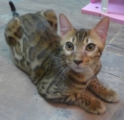 2022-07-04-6-mois-Laurel-chaton-bengal-6