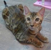 2022-07-04-6-mois-Laurel-chaton-bengal-6