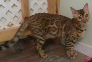 2022-07-04-6-mois-Laurel-chaton-bengal-7