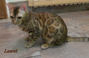 2022-09-17-8-mois-Laurel-chaton-bengal-1