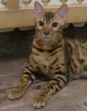 2022-09-17-8-mois-Laurel-chaton-bengal-2