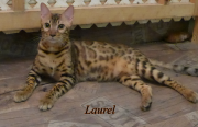 2022-09-17-8-mois-Laurel-chaton-bengal-3