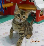 Gamine-2mois-2020-10-02-chatte-bengale-2