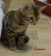 Gamine-2mois-2020-10-02-chatte-bengale-4
