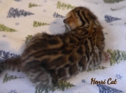 2020-11-08-2-semaines-HenriCat-chaton-bengal-2