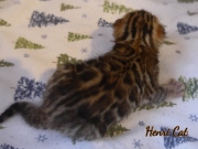 2020-11-08-2-semaines-HenriCat-chaton-bengal-3