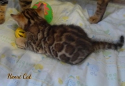 2020-11-15-3-semaines-HenriCat-chaton-bengal-1