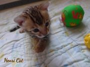 2020-11-15-3-semaines-HenriCat-chaton-bengal-2