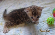 2020-11-15-3-semaines-HenriCat-chaton-bengal-4