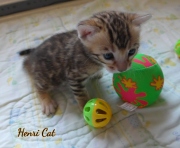 2020-11-15-3-semaines-HenriCat-chaton-bengal-5