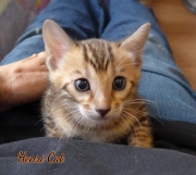 2020-12-12-7-semaines-HenriCat-chaton-bengal-2