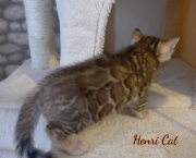 2020-12-12-7-semaines-HenriCat-chaton-bengal-3