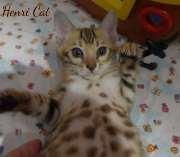 2020-12-12-7-semaines-HenriCat-chaton-bengal-6