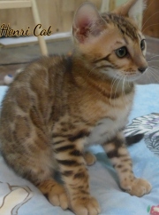 2021-01-09-11-semaines-HenriCat-chaton-bengal-1