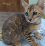 2021-01-09-11-semaines-HenriCat-chaton-bengal-2