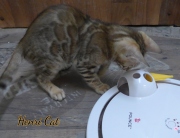 2021-01-09-11-semaines-HenriCat-chaton-bengal-5