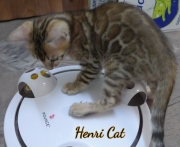 2021-01-09-11-semaines-HenriCat-chaton-bengal-6